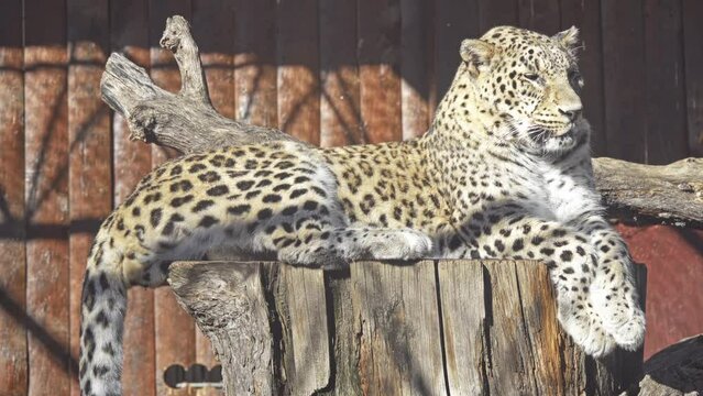 leopard (Panthera pardus) in genus Panthera