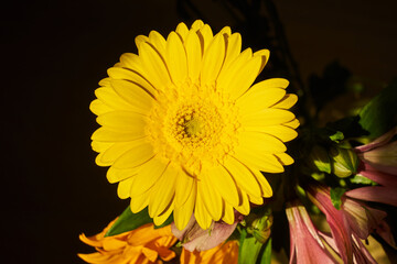 Yellow gerbera close up with dark background.
