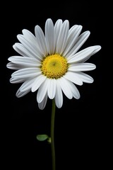 A beautiful flower on a black background