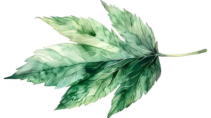Obraz premium Watercolor Chestnut Leaf with Detailed Veins on White Background