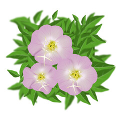 Pink evening primrose or pink oenothera flower isolated with leaf background.