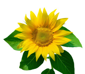 Obraz premium Sunflower isolated on white background. Sun symbol. Flowers yellow, agriculture. Seeds and oil. Flat lay, top view