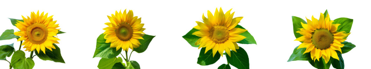 Fototapeta premium Sunflower isolated on white background. Sun symbol. Flowers yellow, agriculture. Seeds and oil. Flat lay, top view