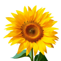 Sunflower isolated on white background. Sun symbol. Flowers yellow, agriculture. Seeds and oil. Flat lay, top view