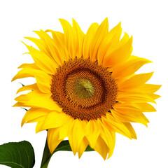 Fototapeta premium Sunflower isolated on white background. Sun symbol. Flowers yellow, agriculture. Seeds and oil. Flat lay, top view