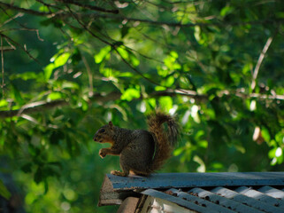 squirrel on the roof