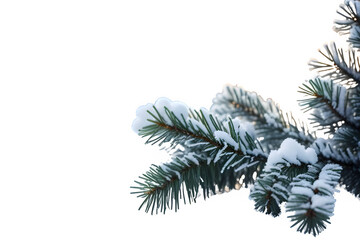 frosted spruce branches