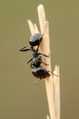 Ant