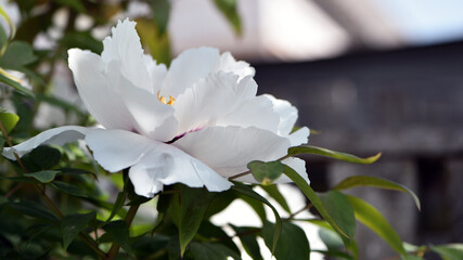 Obraz premium Peony flower. large white flowers with green leaves. delicate white peony flowers with yellow pollen inside, blooming in the garden. beautiful multi-colored peony, macro close-up background.