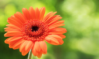 Orange bright flower on blurred green natural background. Blooming gerbera flower, close up. 