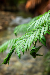 Fresh fern leaves on the river surface