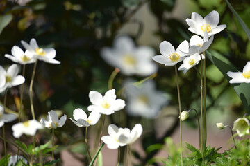 Anemone sylvestris. delicate flowers in the garden, in the flowerbed. floral background. beautiful delicate Anemone sylvestris. white flowers on a natural background. close-up. sunlight. spring season
