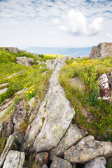 Fototapeta premium beautiful mountainous scenery in summer. yellow dandelions among boulders. outdoor adventures in carpathian mountains of ukraine on a cloudy day
