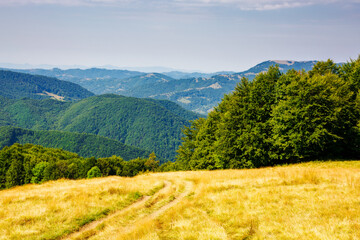 Fototapeta premium rolling landscape of transcarpathia, ukraine in late summer. natural scenery of carpathian mountains with forested hills in bright day light. narrow path through grassy meadow