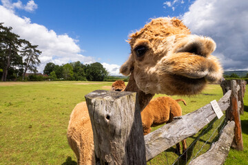 Alpacas on a sunny day, close-up images of Alpacas in an enclosure.
