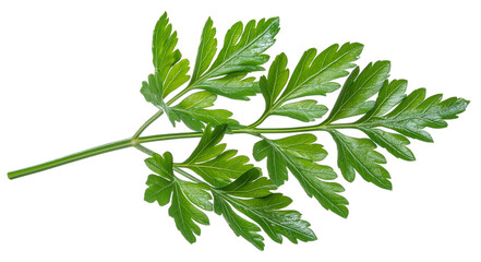 Detailed and vibrant fern leaf image with high quality texture, isolated on a transparent png background