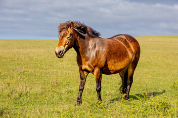 grazing horses at the Countisbury horse park