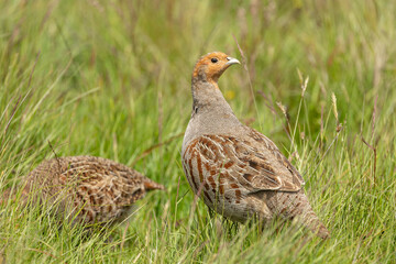 Grey partridges, Scientific name: Perdix Perdix.  Close up of a male Grey partridge on managed moorland. Facing right with grey hen in background.  Taken from car window, bean bag and long lens