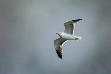 A lesser black-Backed Gull (Larus fuscus) in flight against a dark sky.