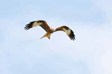 Red Kite (Milvus milvus) in flight