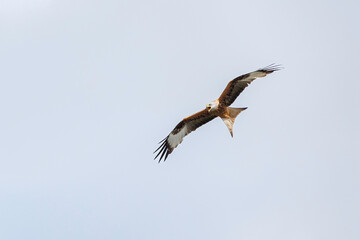 Red Kite (Milvus milvus) in flight, beak open calling