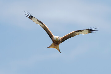 Red Kite (Milvus milvus) in flight head on looking at the viewer