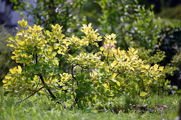 bush. young green leaves on a sunny day. city park or garden near the house. fresh green deciduous trees framed by leaves. nature, trees in spring or summer, selective focus
