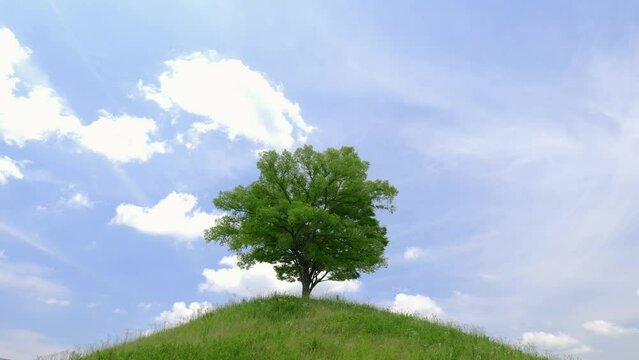 晴天の日の丘の上の二本の木
