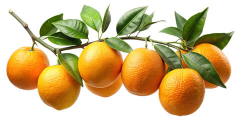 oranges on a branch isolated on a transparent background, orange  png