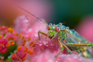 Fototapeta premium A close-up image depicting a bug covered in dew drops sitting on a vibrant flower with a soft background