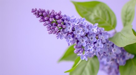 lilac flowers isolated on white background