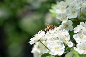 bee on a flowering tree. honey bees pollinating white blossoms of a pear tree, close up, macro shot of collecting bees. insect in nature, spring season. bee on the flowers of the orchard