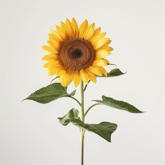 Fototapeta premium Detailed photo of a sunflower isolated on white background