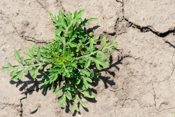 Ambrosia artemisiifolia or Common ragweed dangerous allergic plant. Young plant seedlings on dry soil.