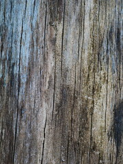 Fototapeta premium Bark from a tree, grey color, background