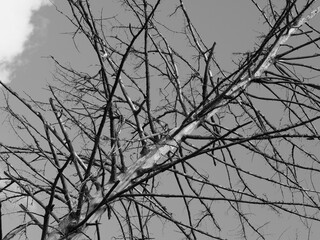 old dried up and sick tree, no leaves, only the trunk and the branches, black and white photo