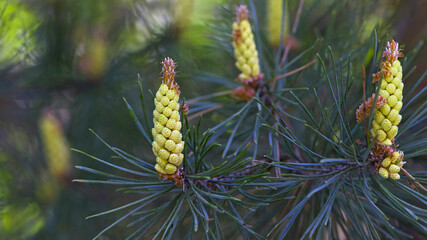 Fototapeta premium pinus resinosa. young tender cones on a pine branch in the forest. Closeup of Red Pine, Pinus resinosa, Male Pollen Cone, Pinecone, in Early Spring. natural background, medicinal, fragrant needles