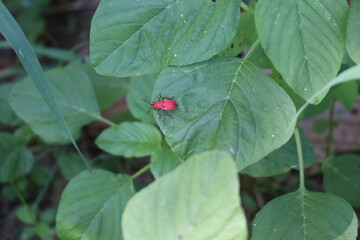 Red insect on green leaf