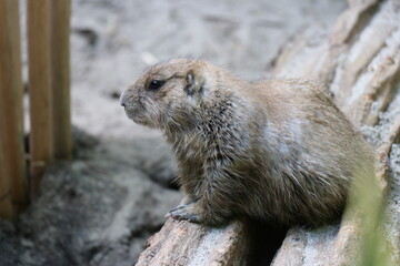 Prairie dogs are small, fluffy animals.