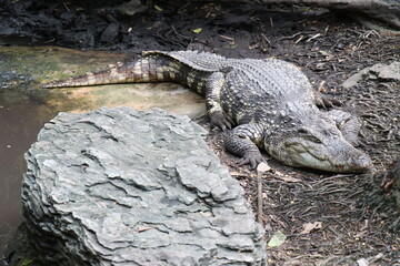 Crocodiles in zoos are amphibians.