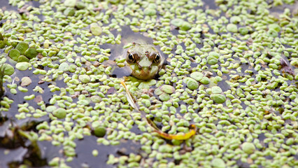 Marsh frog, frog eyes, Pelophylax ridibundus, in nature habitat. Wildlife scene from nature, green animal in water. Beautiful frog in dirty water in a swamp. amphibian close-up, in a swamp in duckweed