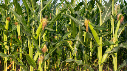 ears of corn and green leaves on a field background close-up. Corn farm. A selective focus picture of corn cob in organic corn field. concept of good harvest, agricultural. farmland
