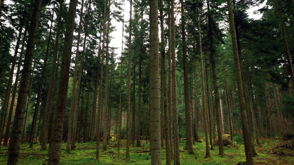 Fototapeta premium Beautiful green mossy forest landscape. 