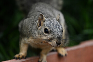 Common Squirrel Face Close Up Whiskers
