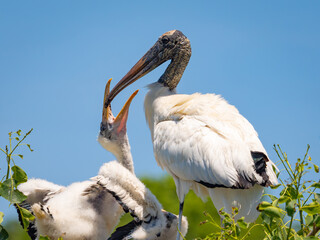 american wood stork sitting in the nest feeding a baby wood stork