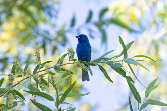 工芸品 milktea birds  Bunting 工芸品 milktea birds Bunting Lazuli Bunting - Bird Art by KB