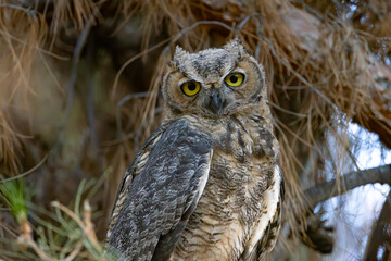Great-Horned Owl