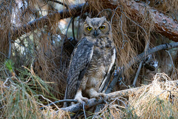 Great-Horned Owl