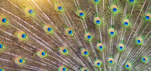 Obraz premium Beautiful peacock with feathers out