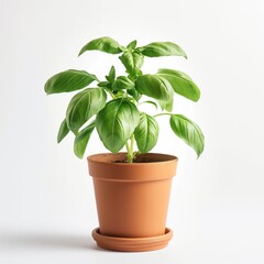 Obraz premium Medium shot of a potted basil plant isolated on white background